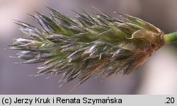 Sesleria tatrae