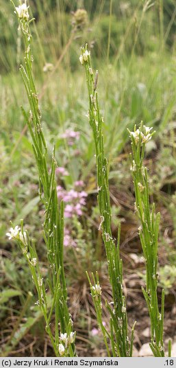 Arabis hirsuta (gęsiówka szorstkowłosista)