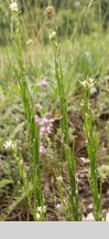 Arabis hirsuta (gęsiówka szorstkowłosista)