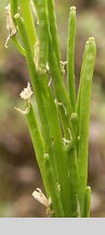 Arabis hirsuta (gęsiówka szorstkowłosista)