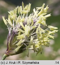 Sesleria tatrae