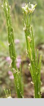 Arabis hirsuta (gęsiówka szorstkowłosista)