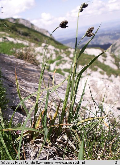 Carex atrata