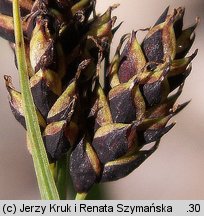 Carex atrata