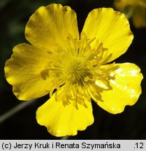 Ranunculus illyricus