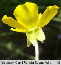 Ranunculus illyricus