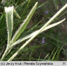 Ranunculus illyricus