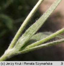 Ranunculus illyricus