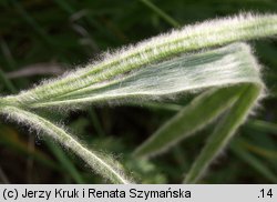 Ranunculus illyricus