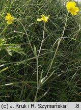 Ranunculus illyricus