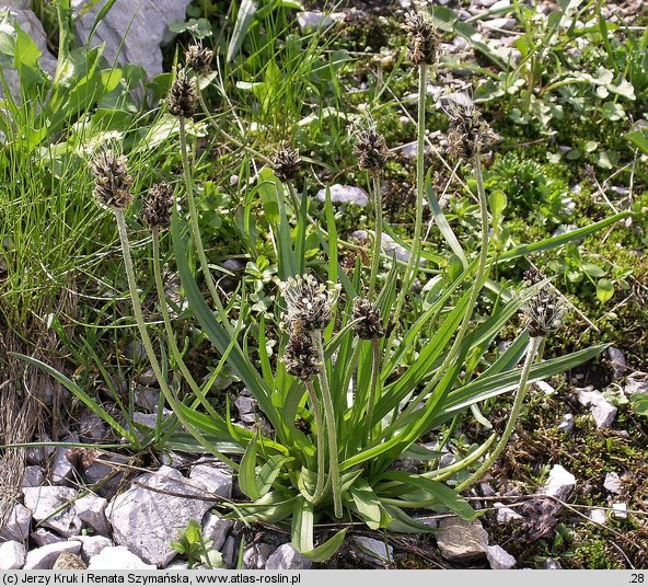 Plantago atrata