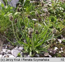 Plantago atrata