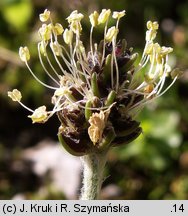 Plantago atrata