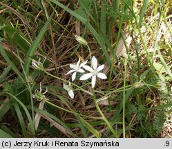 Ornithogalum collinum (śniedek cienkolistny)