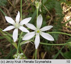 Ornithogalum collinum (śniedek cienkolistny)