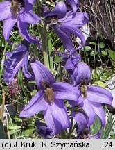 Delphinium oxysepalum (ostróżka tatrzańska)