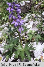 Delphinium oxysepalum (ostróżka tatrzańska)