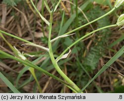 Ornithogalum collinum (śniedek cienkolistny)