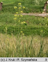 Sisymbrium polymorphum