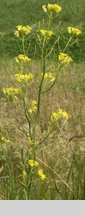 Sisymbrium polymorphum