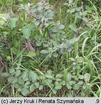 Cotoneaster tomentosus (irga kutnerowata)