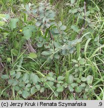 Cotoneaster tomentosus (irga kutnerowata)