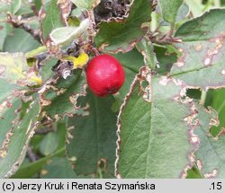 Cotoneaster tomentosus (irga kutnerowata)