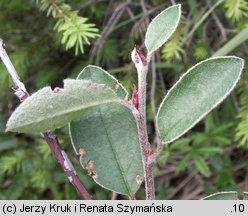 Cotoneaster tomentosus (irga kutnerowata)