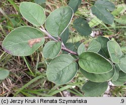 Cotoneaster tomentosus (irga kutnerowata)