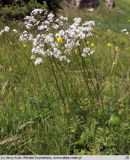 Valeriana angustifolia