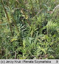 Valeriana angustifolia