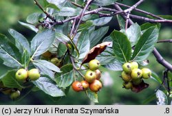 Sorbus chamaemespilus