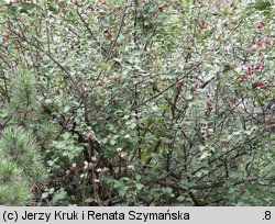 Cotoneaster tomentosus (irga kutnerowata)