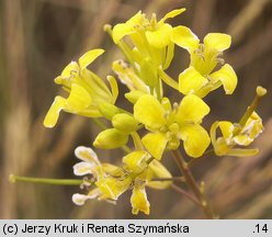 Sisymbrium polymorphum