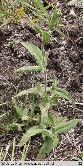 Epilobium parviflorum (wierzbownica drobnokwiatowa)