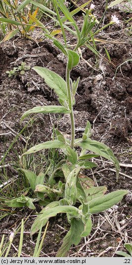 Epilobium parviflorum (wierzbownica drobnokwiatowa)