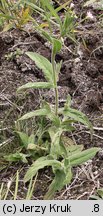 Epilobium parviflorum (wierzbownica drobnokwiatowa)