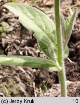 Epilobium parviflorum (wierzbownica drobnokwiatowa)