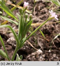 Epilobium parviflorum (wierzbownica drobnokwiatowa)