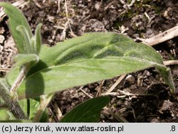 Epilobium parviflorum (wierzbownica drobnokwiatowa)