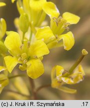 Sisymbrium polymorphum