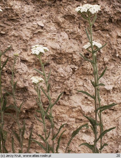 Achillea pannonica