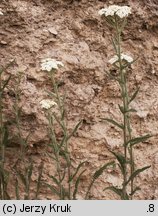 Achillea pannonica