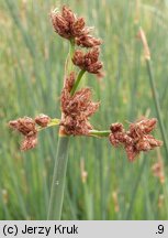 Schoenoplectus tabernaemontani (oczeret Tabernaemontanusa)