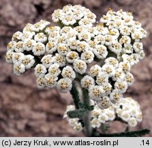 Achillea pannonica