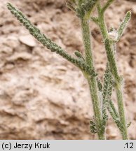 Achillea pannonica