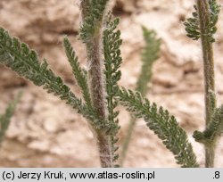 Achillea pannonica