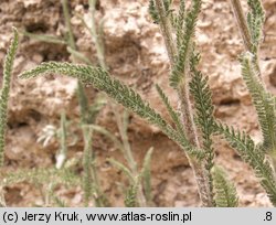 Achillea pannonica