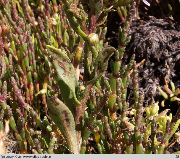 Salicornia europaea