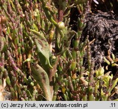 Salicornia europaea